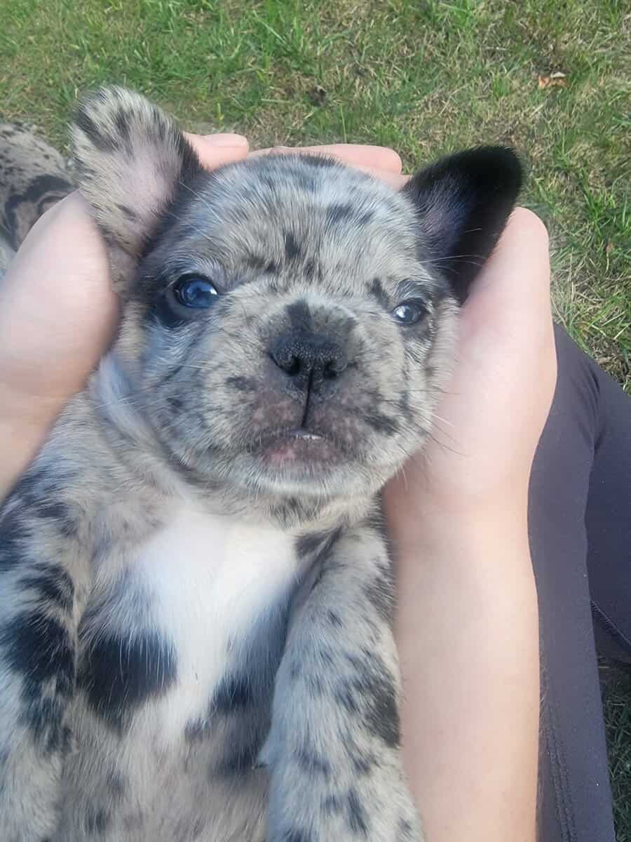 AKC French Bulldog Puppies - Ready NOW! image 1