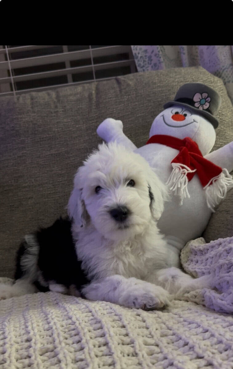 Sheepadoodle Male Puppy 1 image 1