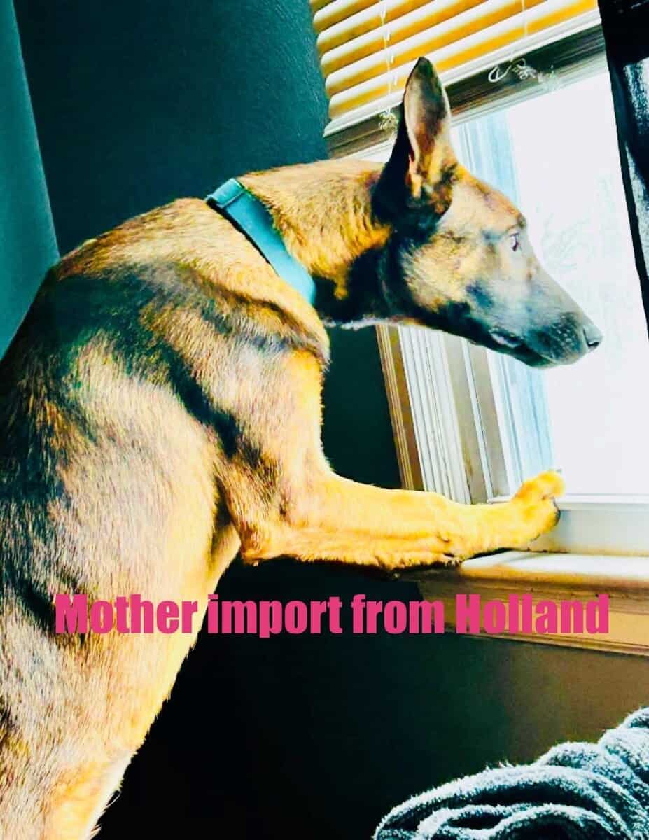Malinois Pups ready for the holidays image 2