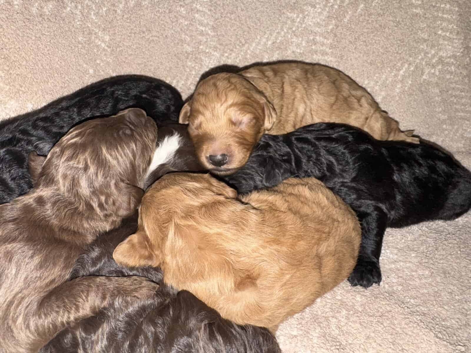 Bernedoodle Puppies image 4