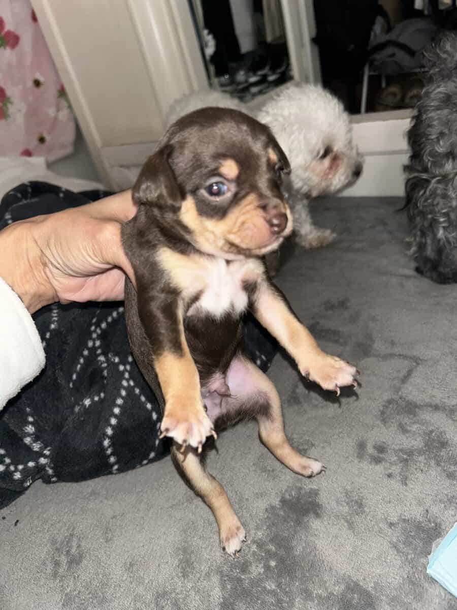 Deer Head Chihuahuas image 3
