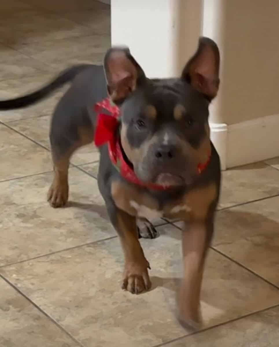 Pocket Bully for sale image 1