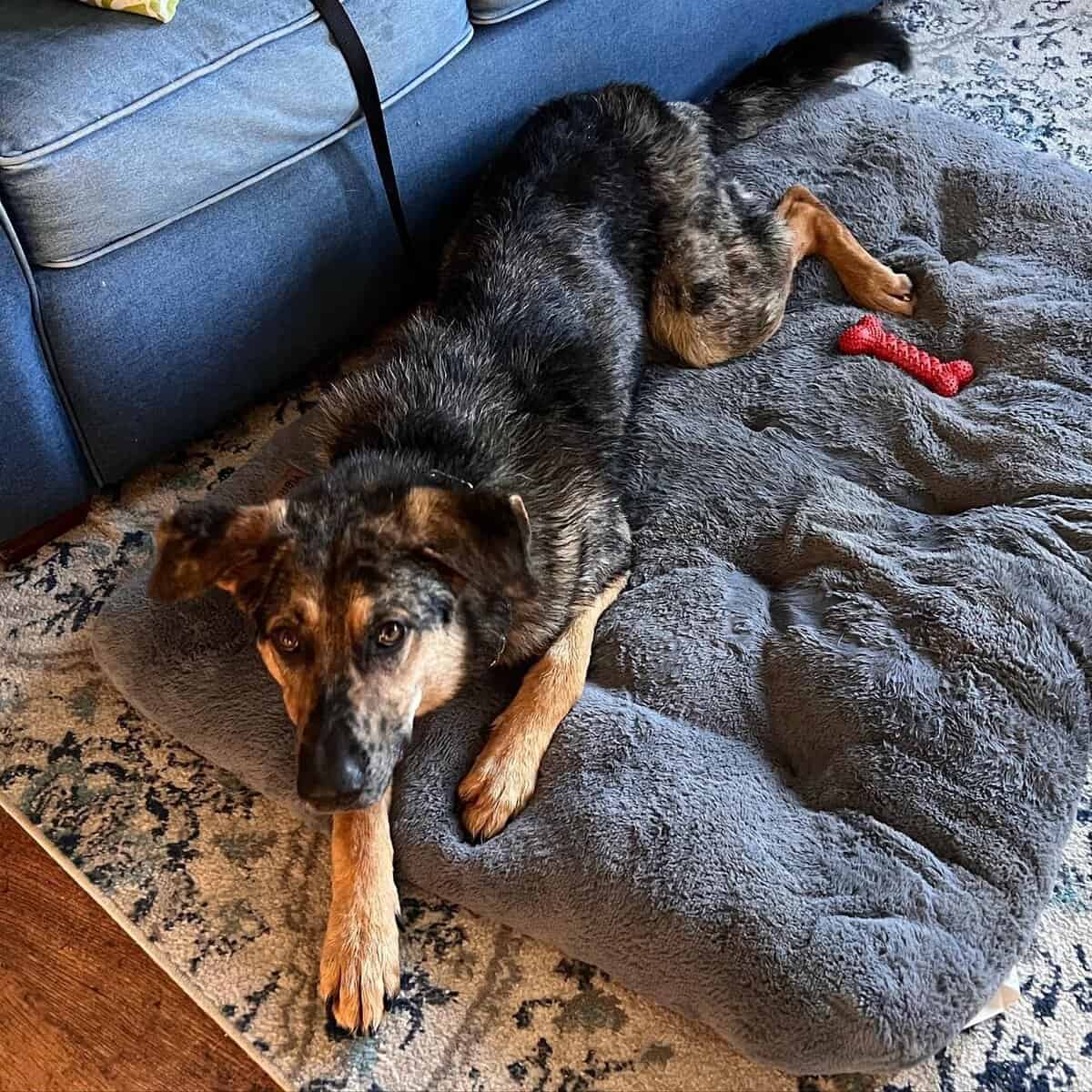 German Shepherd / Australian Shepherd image 2