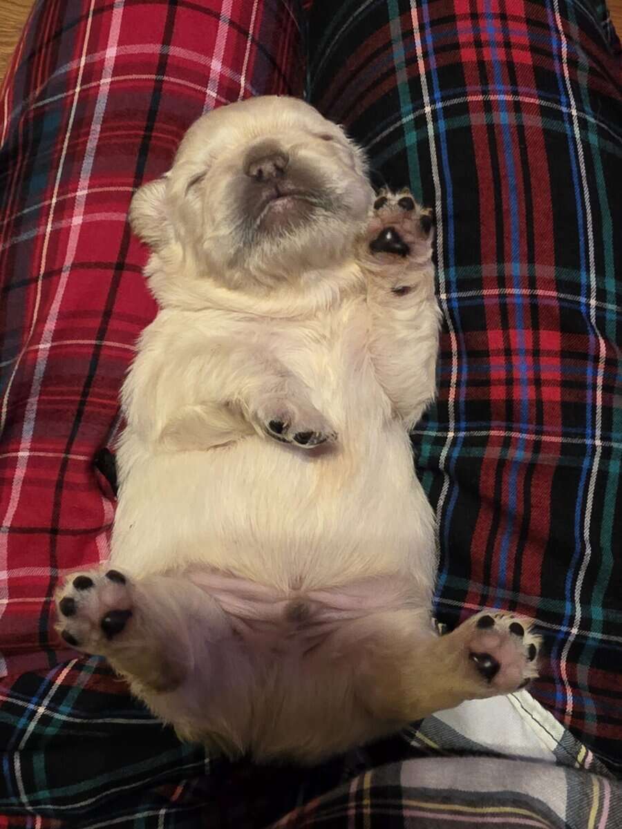 Full Fluffy French bull dog image 2