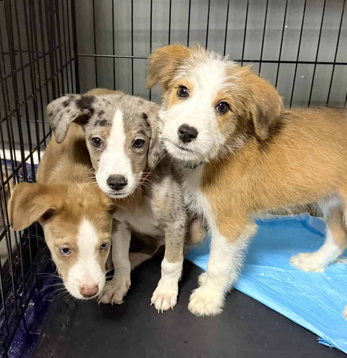 Beautiful Blue-Eyed & Merle Puppies image 2
