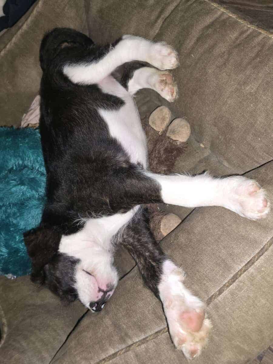 Christmas puppies 5 American bulldog st Bernice mi image 5