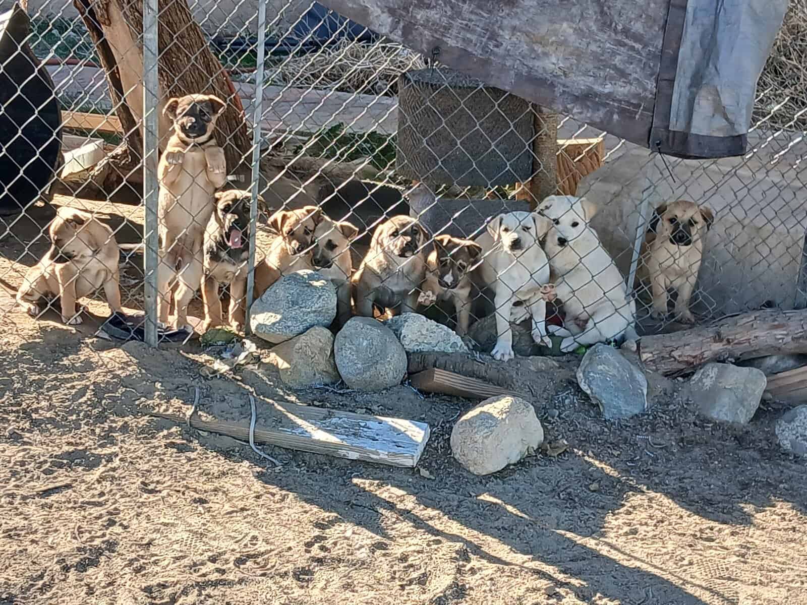 10 puppies for furever homes image 1