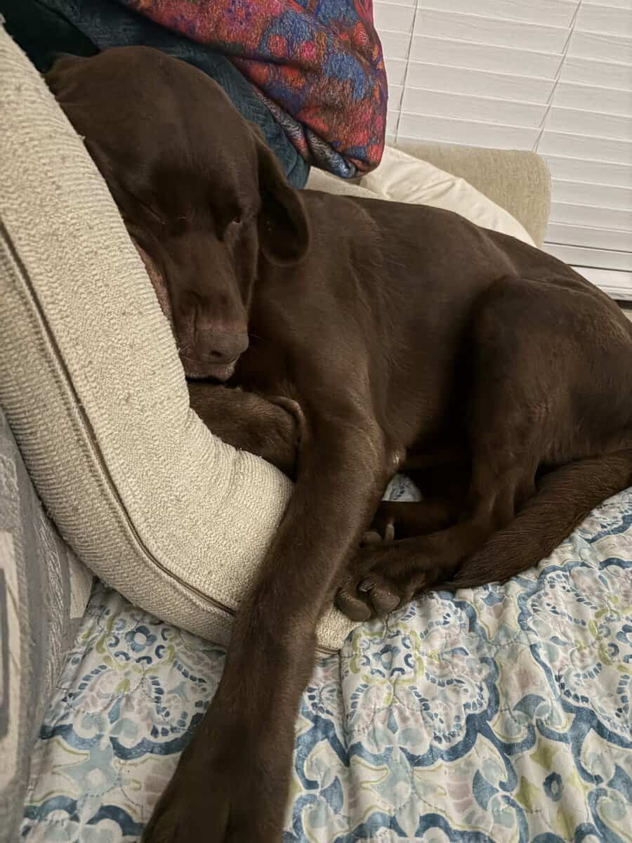 Labradors for adoption image 3