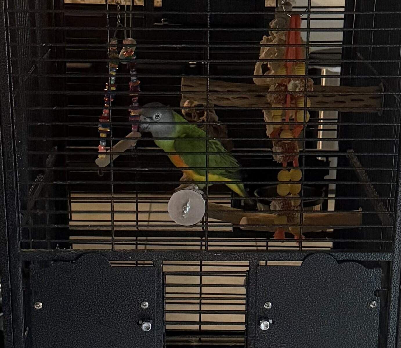 Senegal Parrot Needs a New Home - Includes Cage image 4
