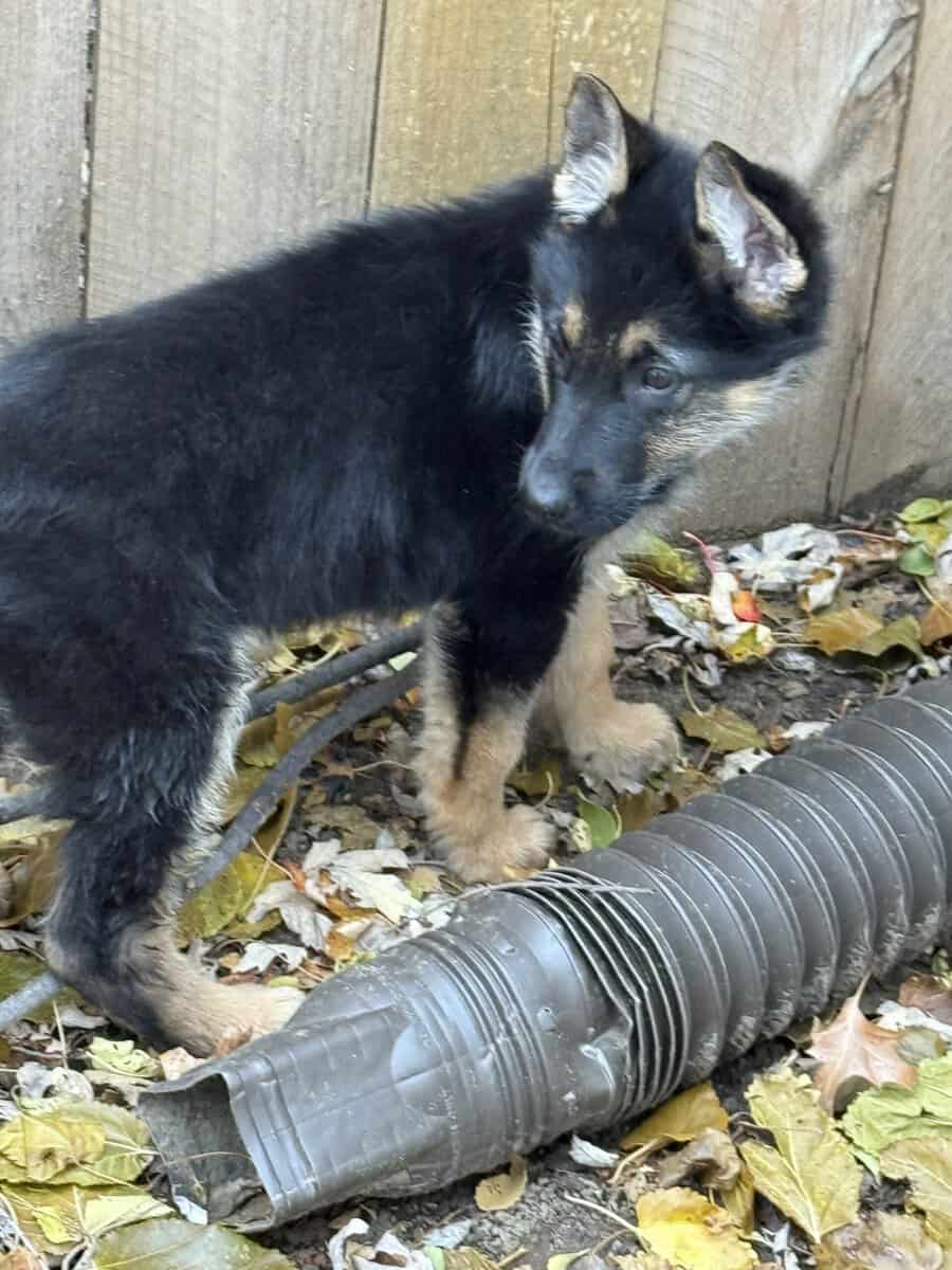 German shepherd puppy for sale image 2