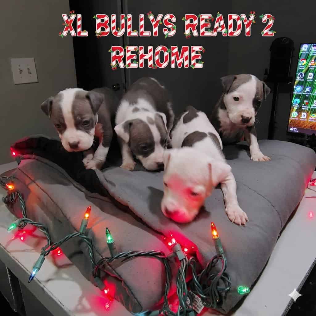 Pitbulls Hybrid puppies image 2
