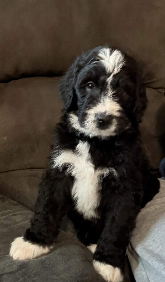 Bernedoodle Pups For Sale image 9