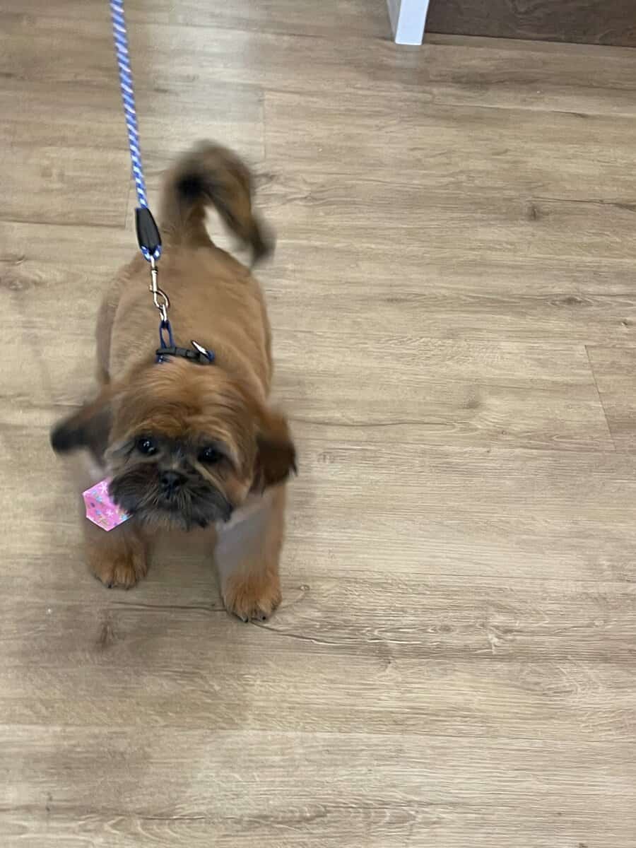 Shih Tzu puppies for sale image 4