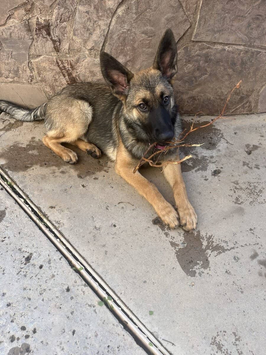 Small Homing Fee Malinois Mix image 1