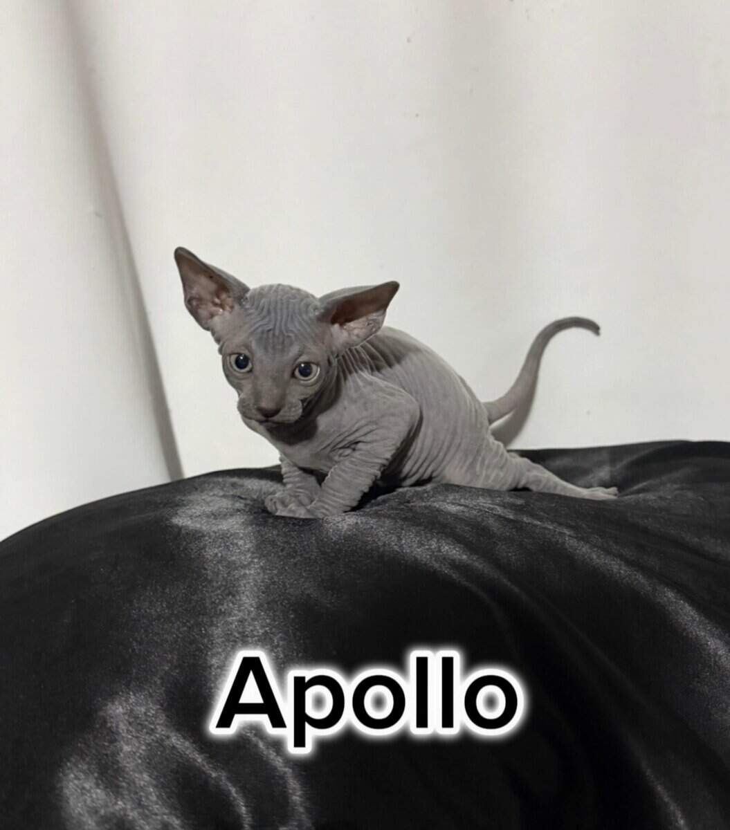 Sphynx Kittens Available – Healthy, Socialized, Re image 3