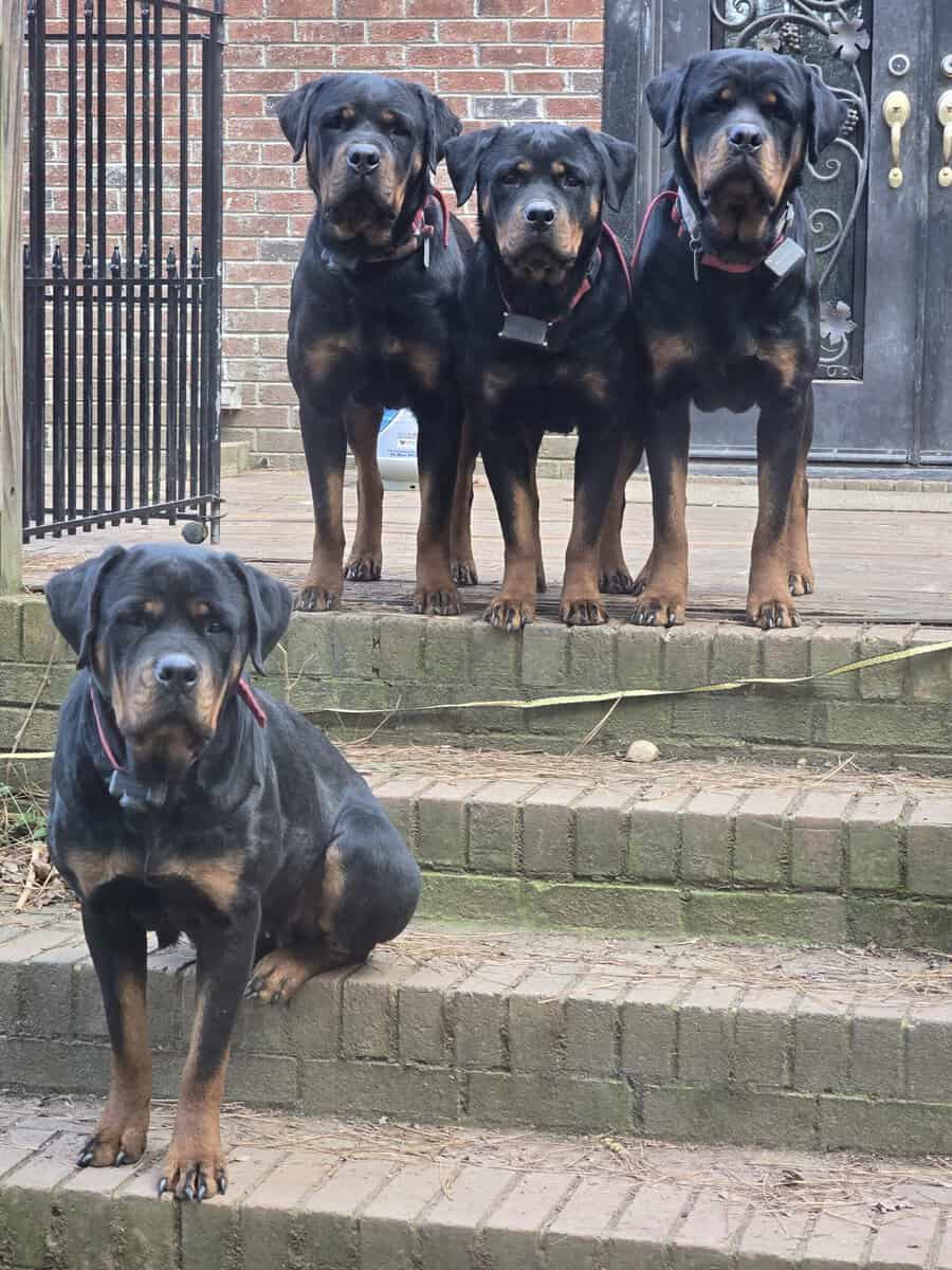 AKC Registered Rottweiler Puppies image 1