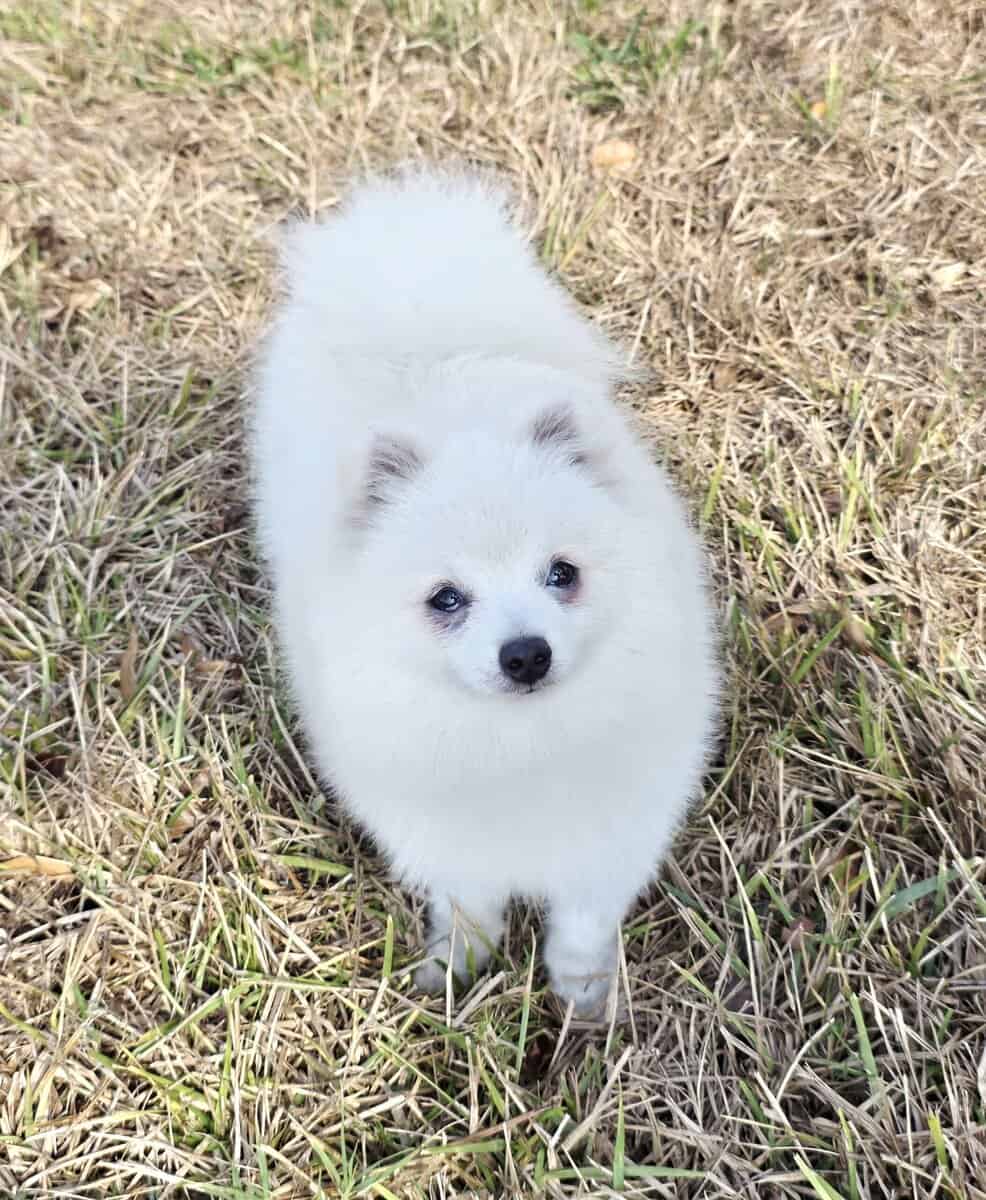 Pure white Arctic Fox image 4
