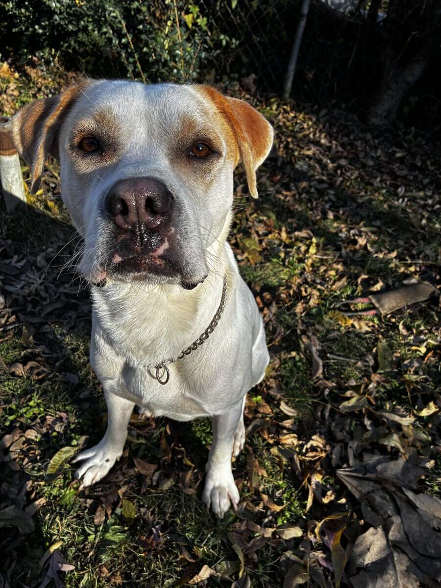 For rehome or foster image 4