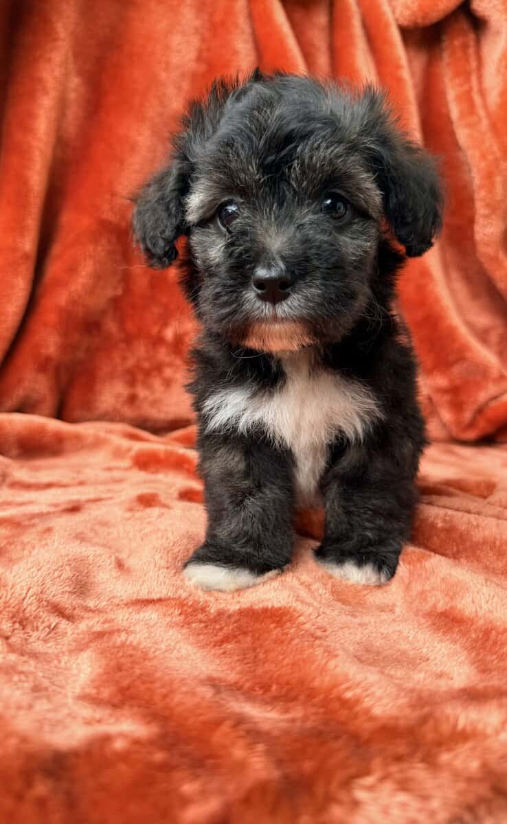 Mochi - Maltipoo Female image 4