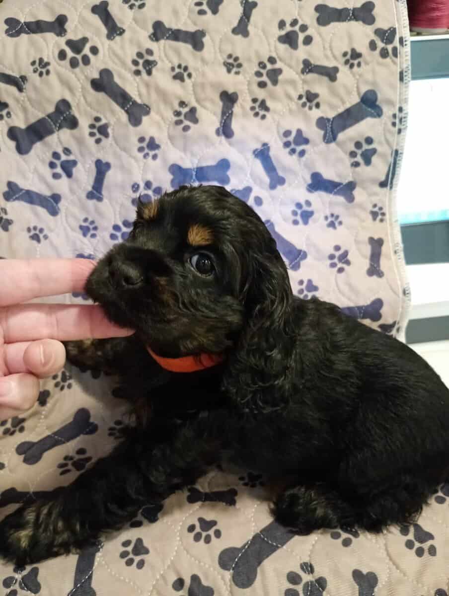 Cocker spaniel girls image 4