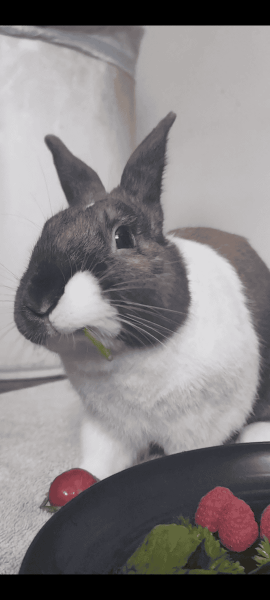 Dutch rabbit rehoming image 3