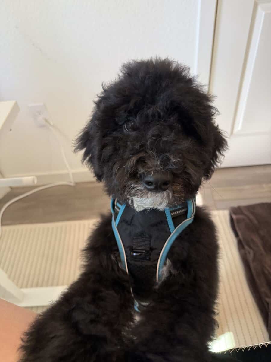 5 Month Old Bernedoodle Male image 1