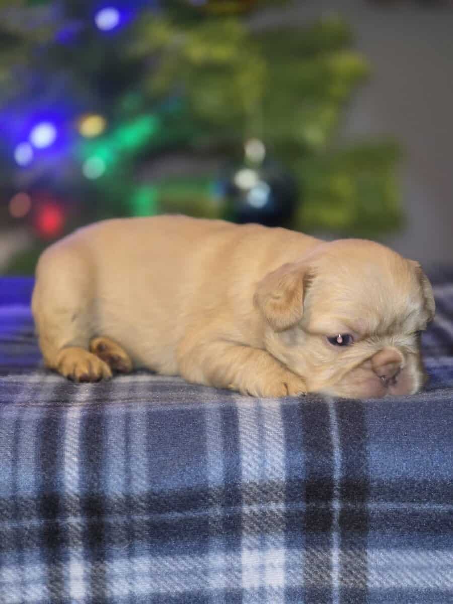 Full Fluffy French bull dog image 13
