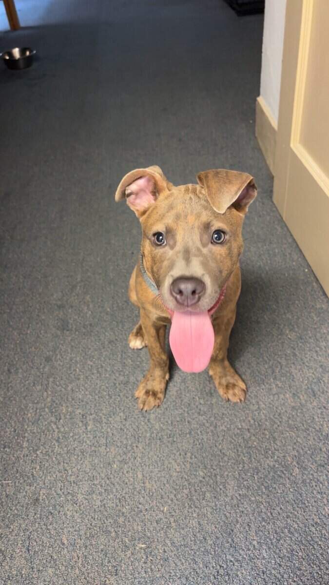 Bluenose pitbull for sale ! 10 months image 1