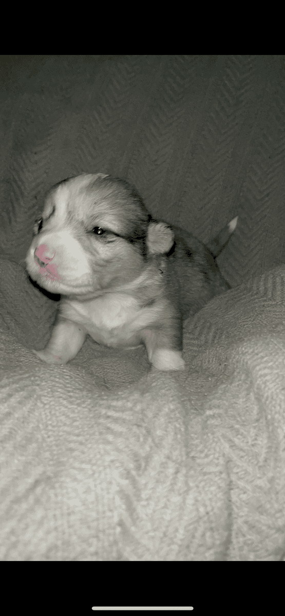Beautiful Merle corgis and tri corgis for sale image 2