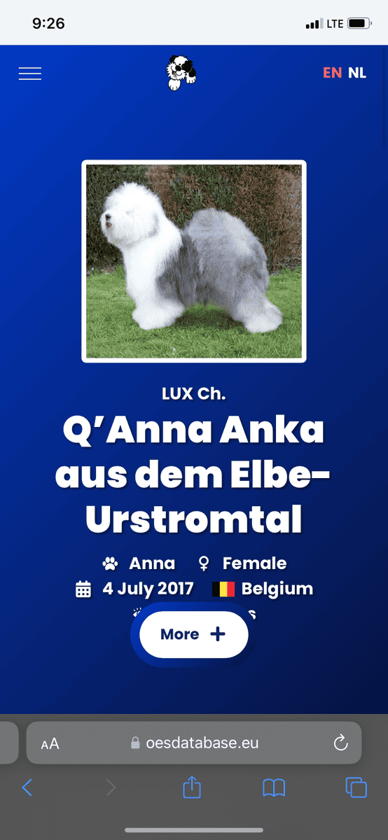 International CH Bloodline OES Puppies image 5