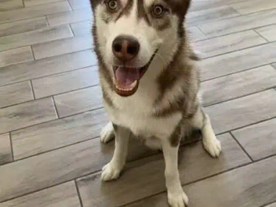 Siberian husky brown