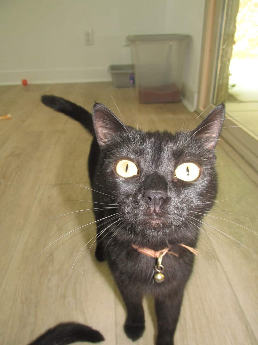 Female cat needs to be rehomed image 3