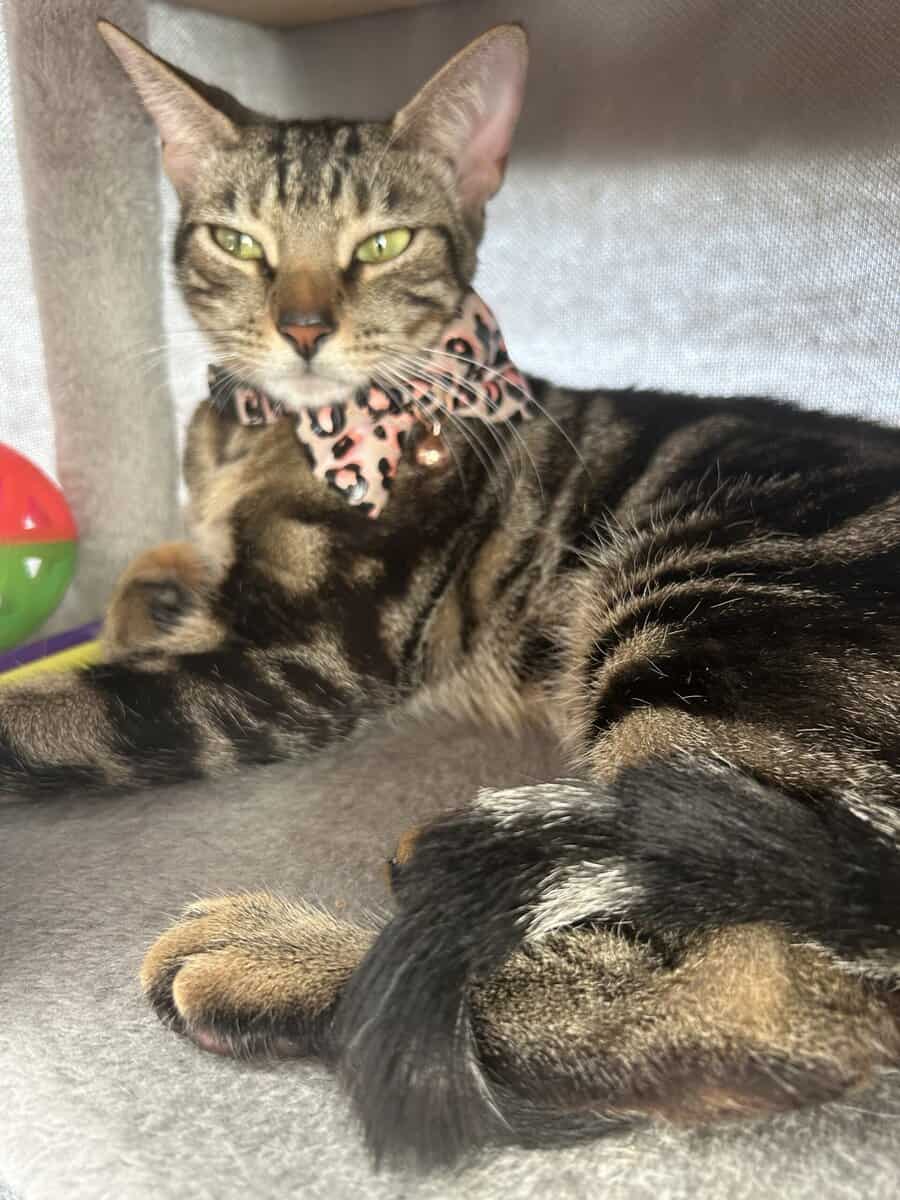 Beautiful Female Bengal Cat Looking for a Loving H image 2