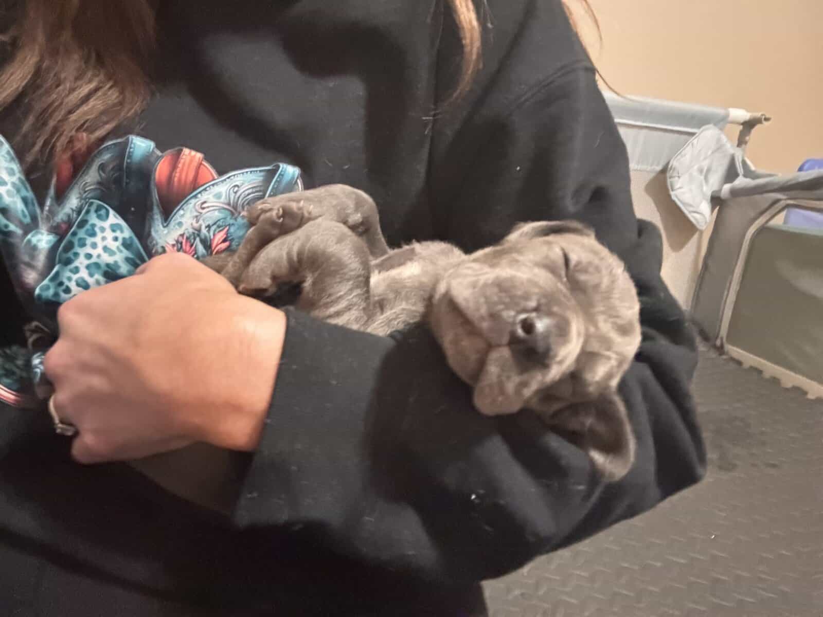 Great Dane Puppies | Gentle Giants in image 8