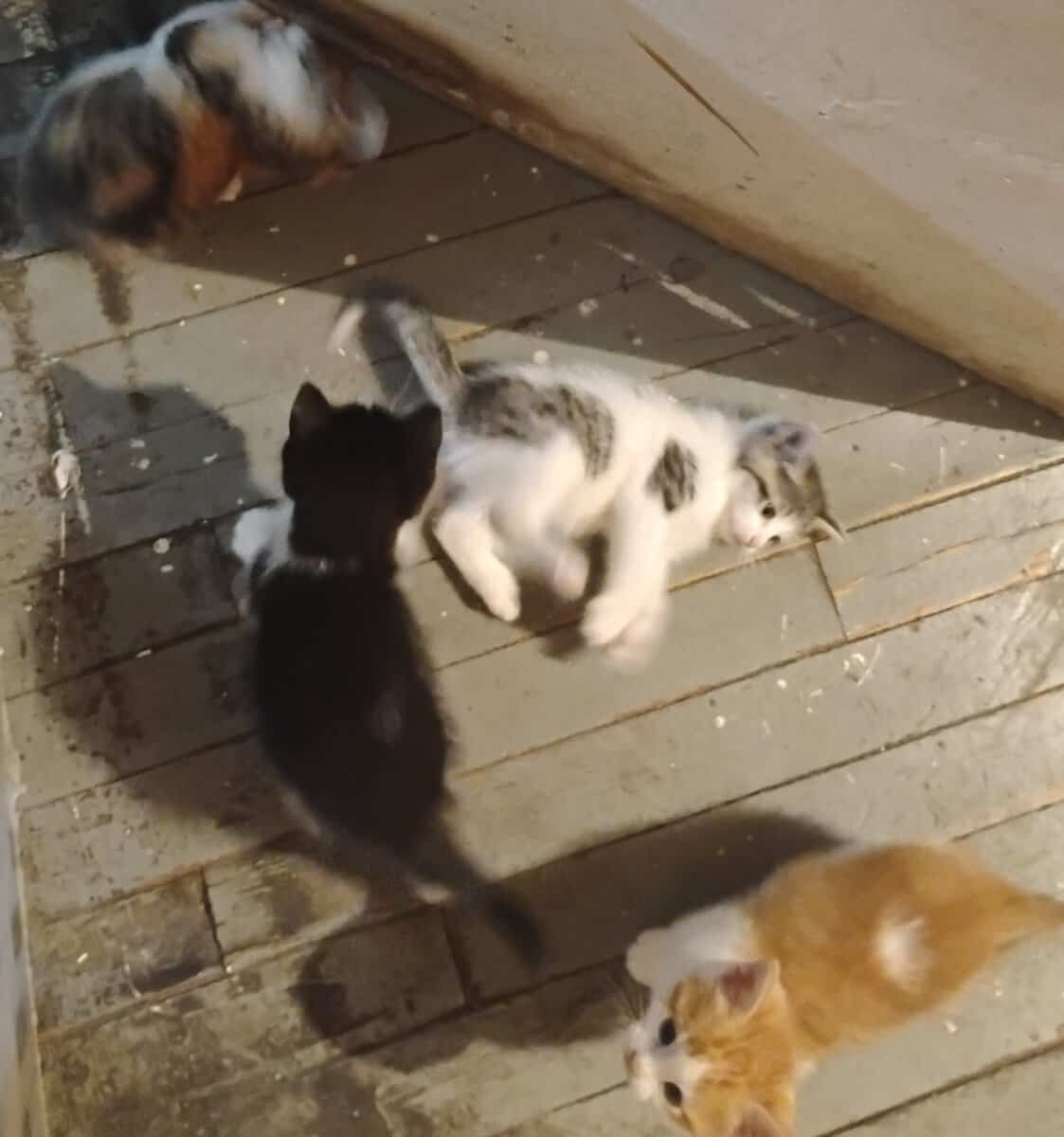 Free Kitties image 1