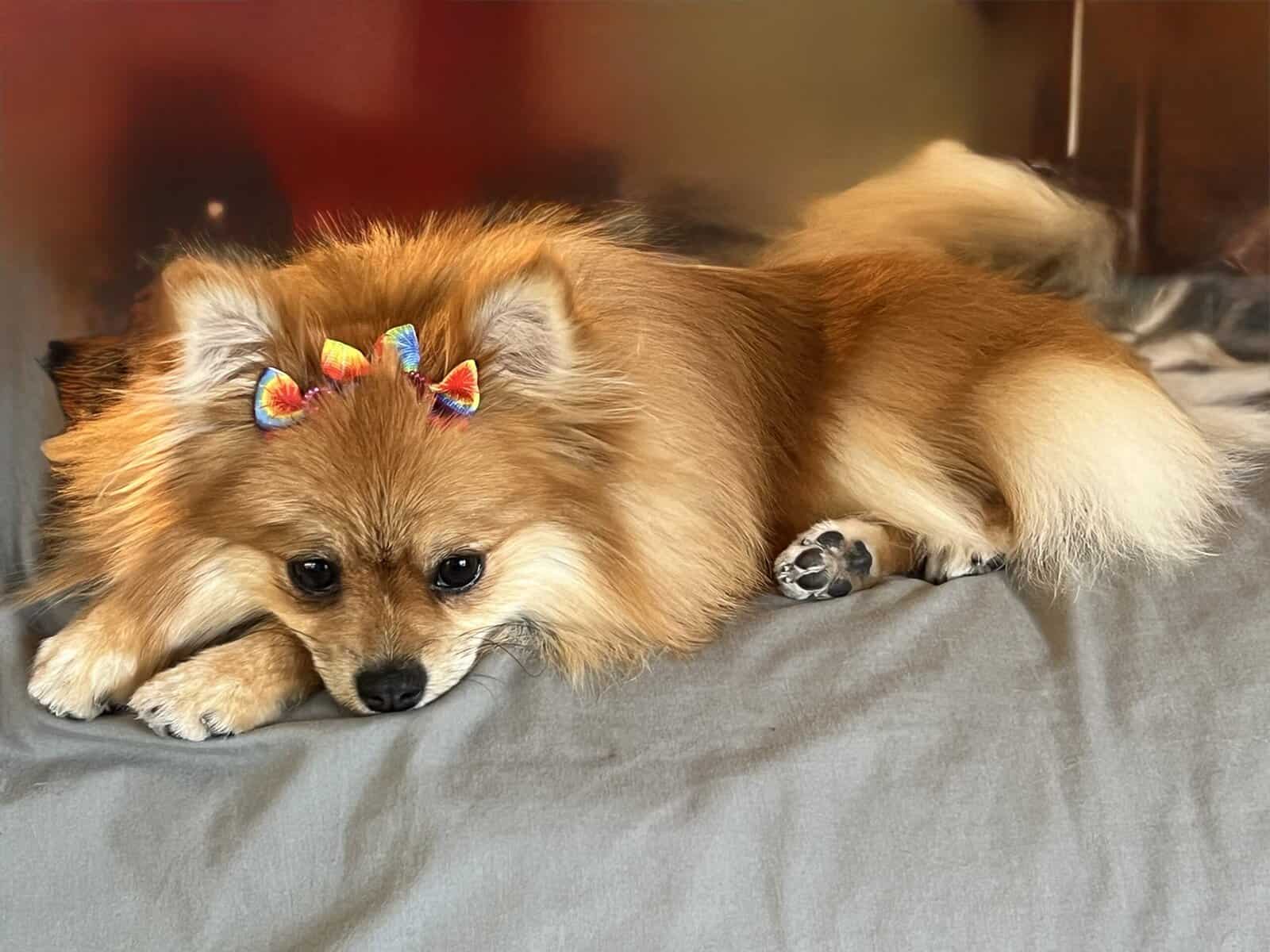 Adorable Pomeranian Puppies image 17
