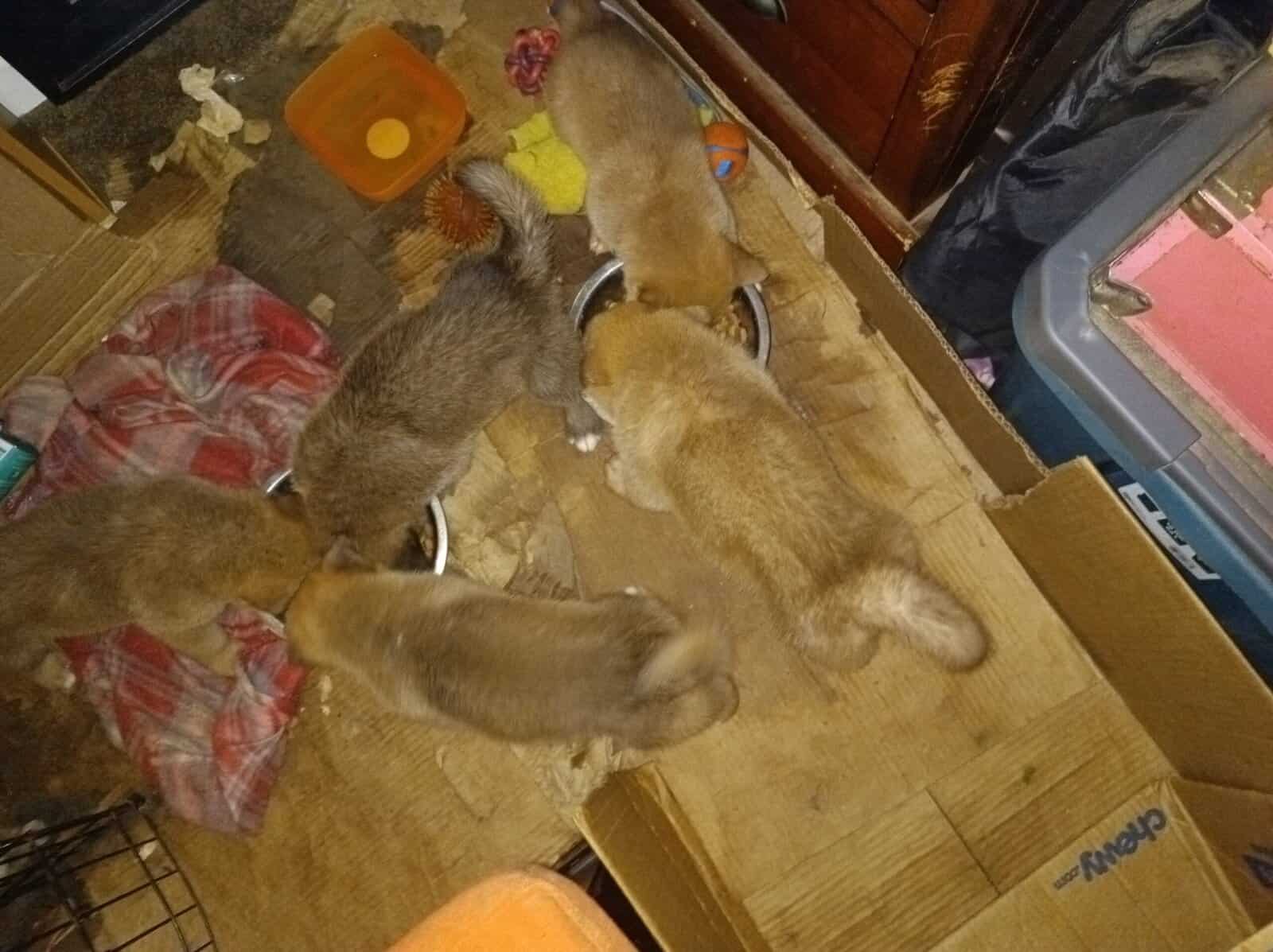 Japanese Akita/German Shepherd puppies image 1
