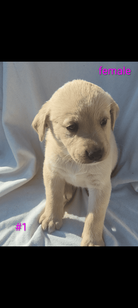 Golden Retriever and Chocolate lab pups image 5