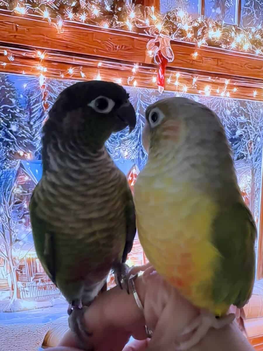 Green cheek conure and pineapple image 2