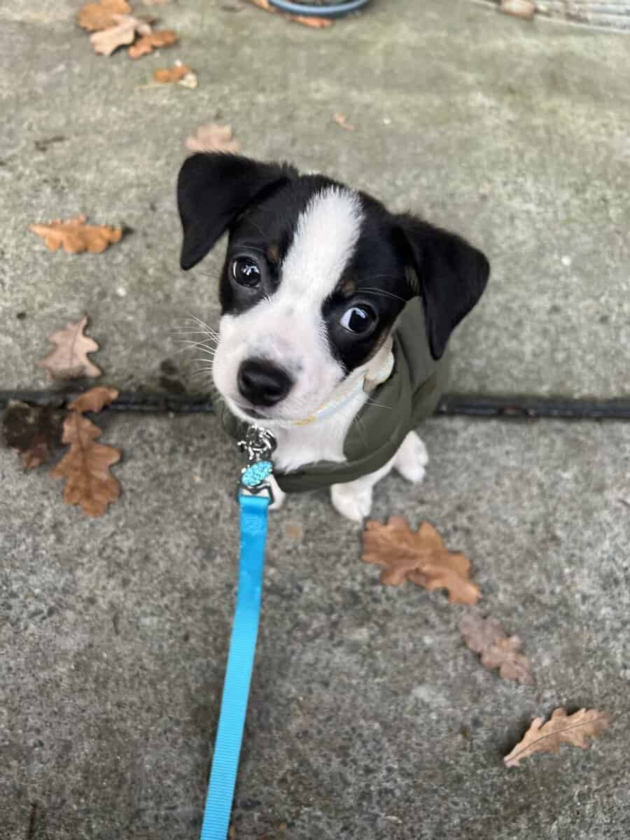 Chiweenie puppy and all his puppy supplies image 4