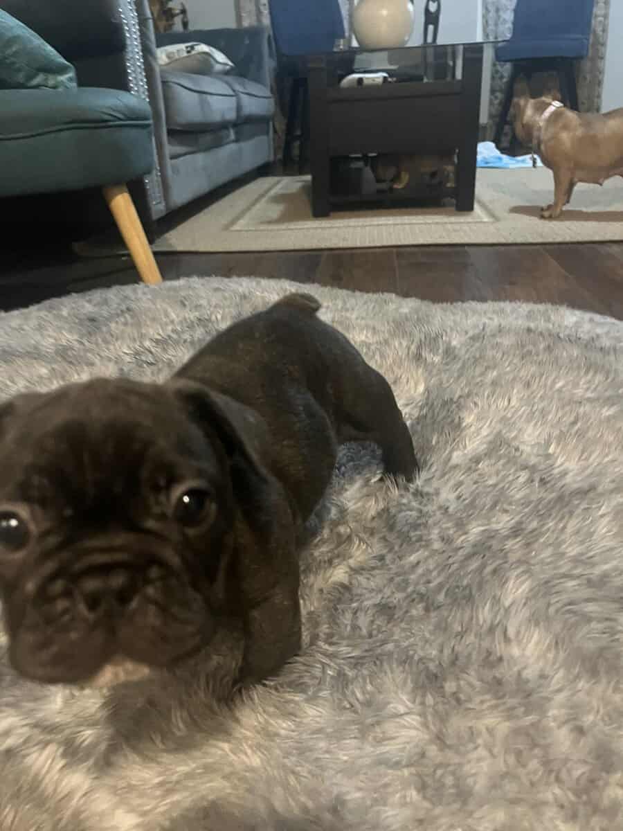 Frenchie image 4