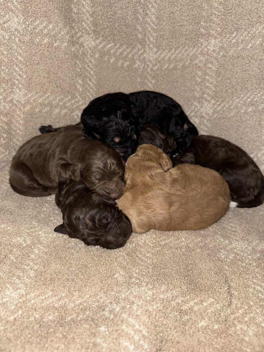 Bernedoodle Puppies image 3