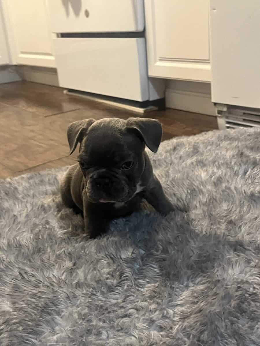 Frenchie image 5