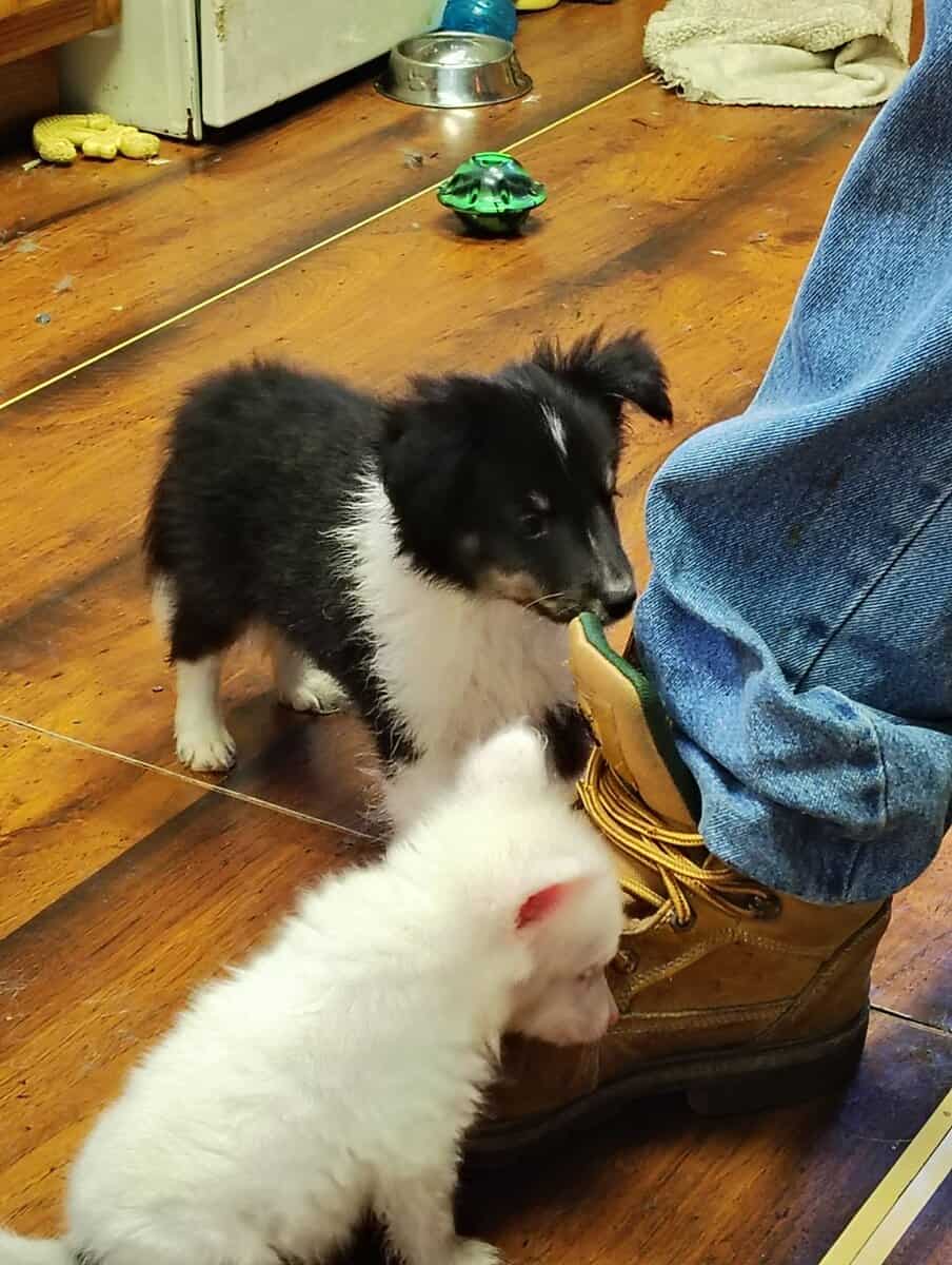 Toy size puppies for sale image 7