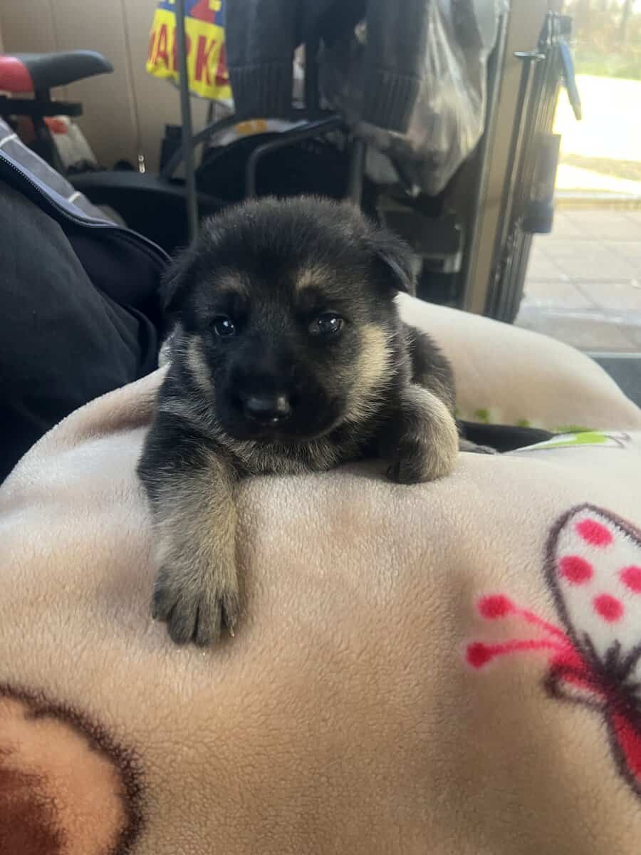 Puppies image 3
