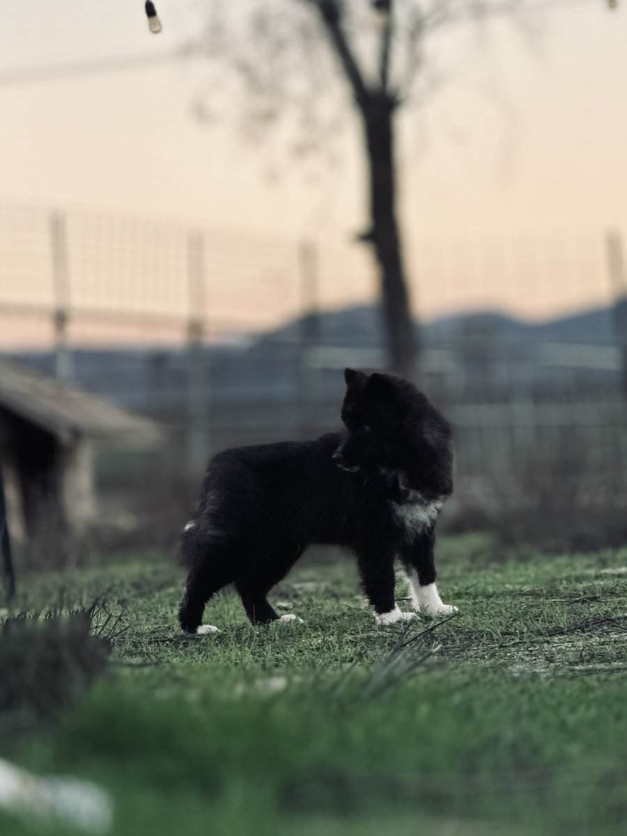 AKC male image 4