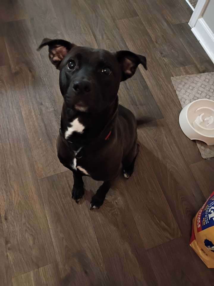 2 year old lab/pit image 1