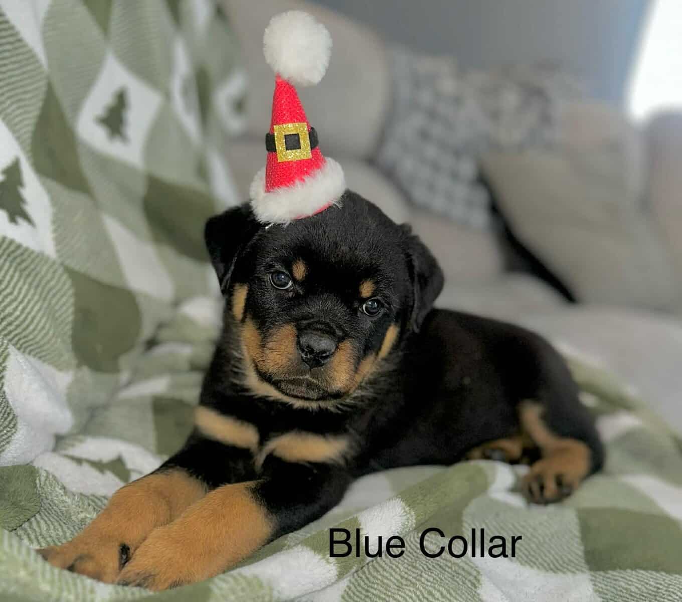 AKC Rottweiler Puppies image 1