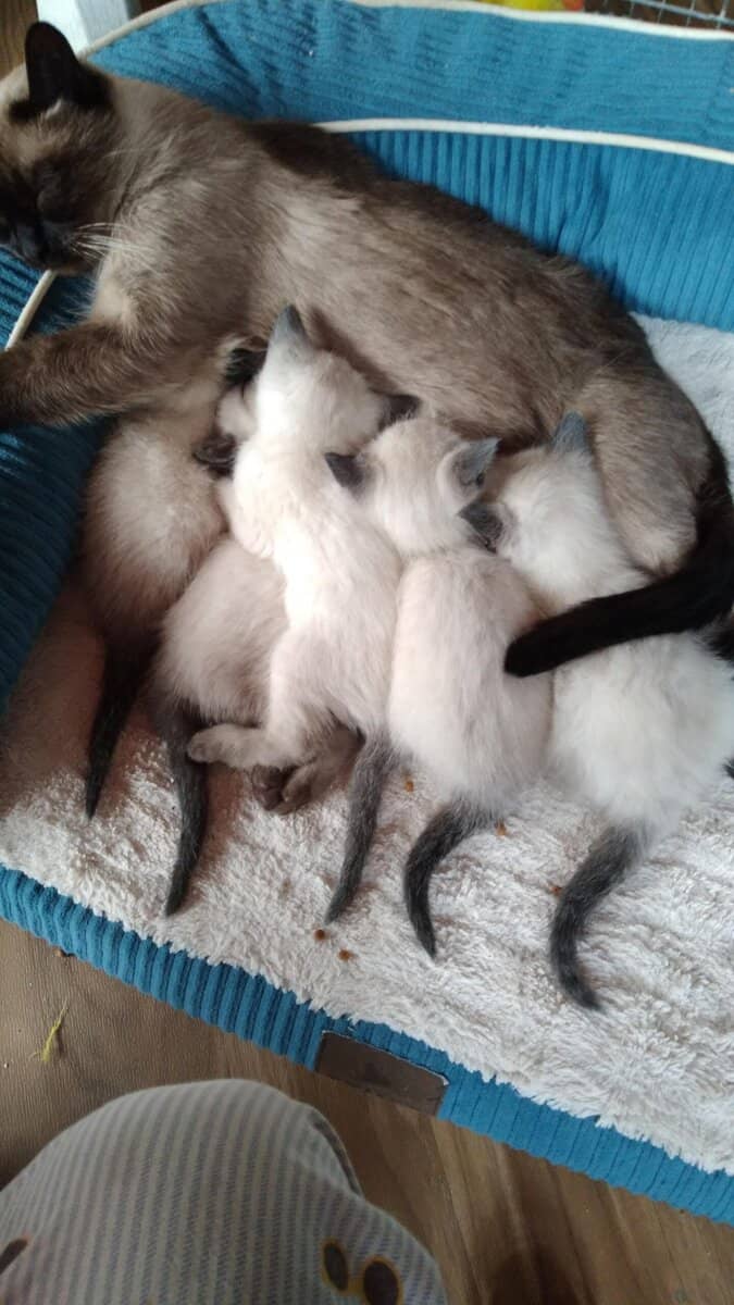 siamease kittens image 5