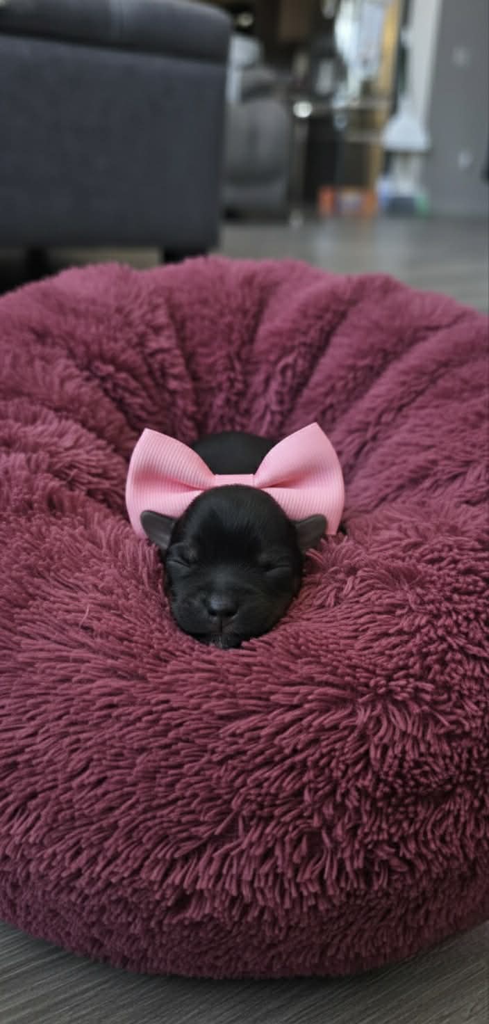 6 girls 1 boy Teacup Yorkies Available image 8